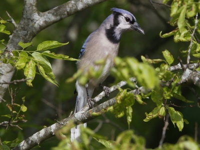 Blue Jay