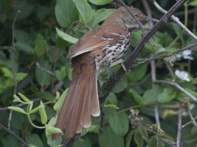 Brown Thrasher