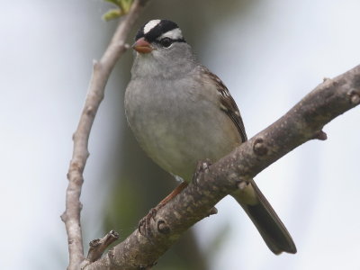 White-crowned Sparrow