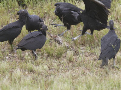 Black Vulture