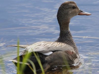 Gadwall