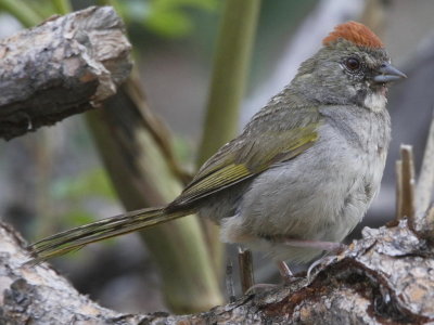 Green-tailed Towhee