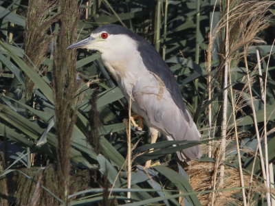 Black-crowned Night Heron