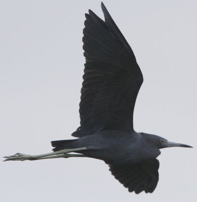 Little Blue Heron