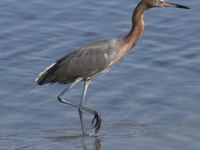 Reddish Egret