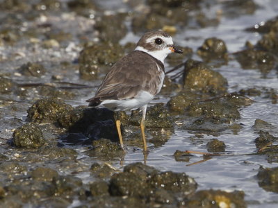 Semipalmated Plover