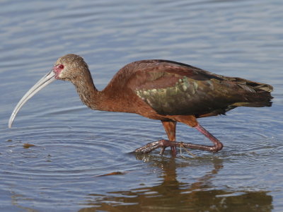 White-faced Ibis