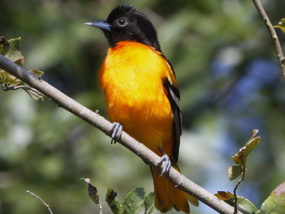 Baltimore Oriole