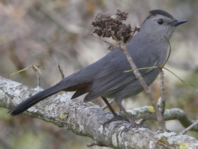 Gray Catbird