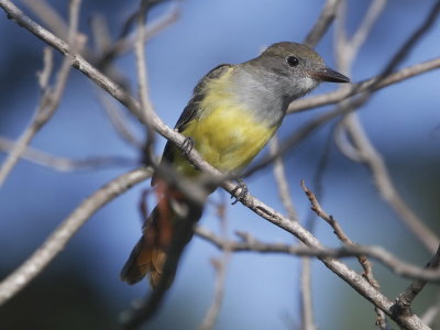 Great-crested Flycatcher