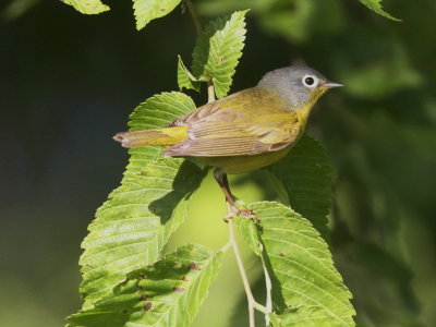 Nashville Warbler