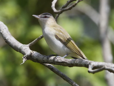 Red-eyed Vireo