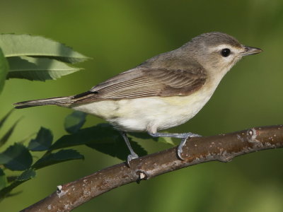 Warbling Vireo