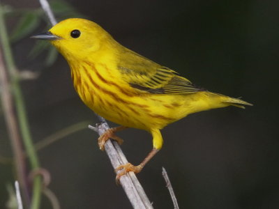 Yellow Warbler