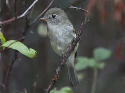 Least Flycatcher