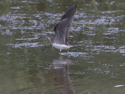 Solitary Sandpiper