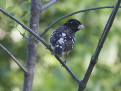 Rose-breasted Grosbeak