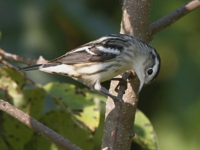 Black and White Warbler