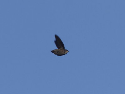 Chimney Swift