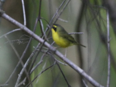 Kentucky Warbler