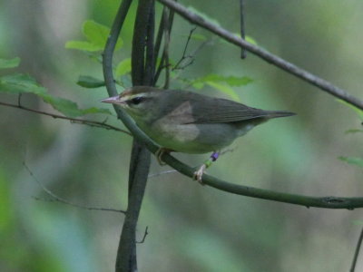 Swainson's Warbler