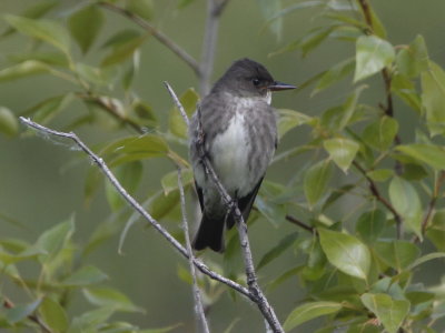 Olive-sided Flycatcher