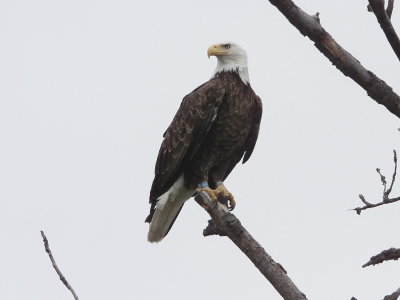 Bald Eagle