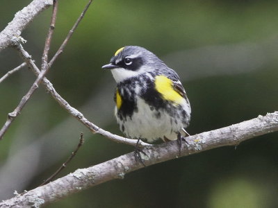 Yellow-rumped Warbler