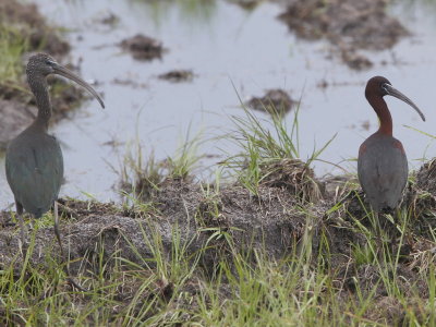 Glossy Ibis