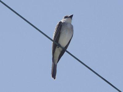 Gray Kingbird