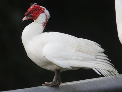 Muscovy Duck