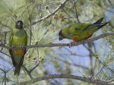 Nanday Parakeet