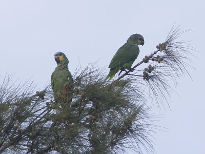 Orange-winged Parrot