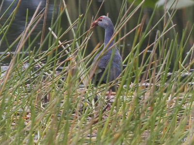 Purple Swamphen