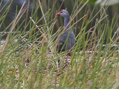 Purple Swamphen