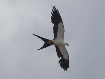 Swallow-tailed Kite