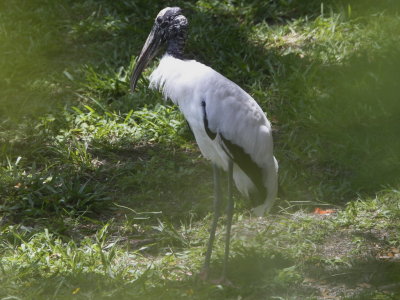 Wood Stork