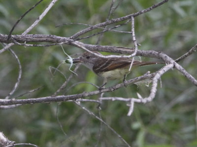 Ash-throated Flycatcher