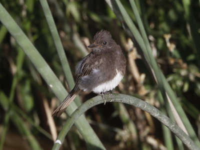 Black Phoebe