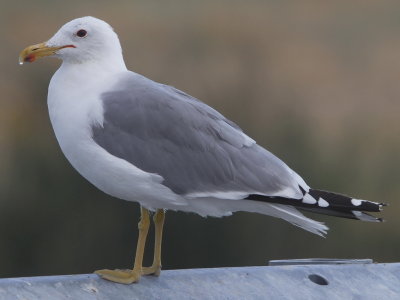 California Gull