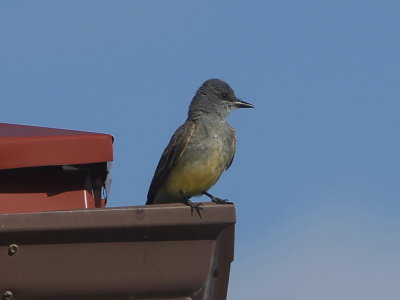 Cassin's Kingbird