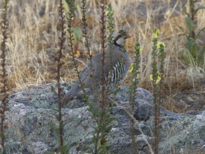 Chukar