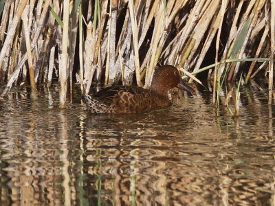 Cinnamon Teal