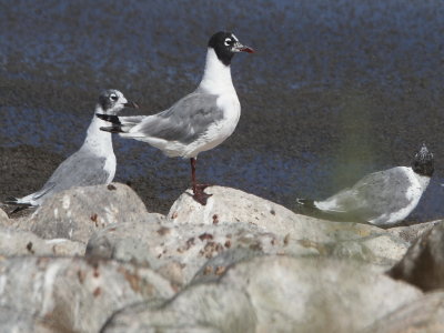 Franklin's Gull