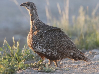 Greater Sage-Grouse