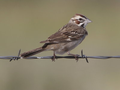 Lark Sparrow