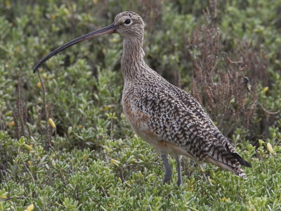 Long-billed Curlew