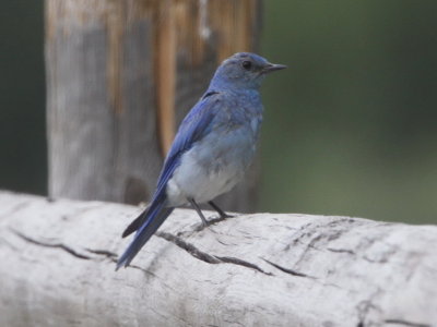 Mountain Bluebird