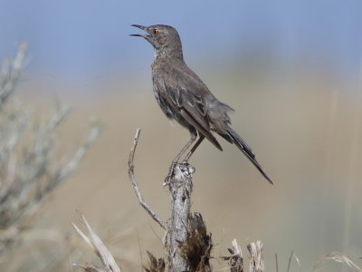 Sage Thrasher