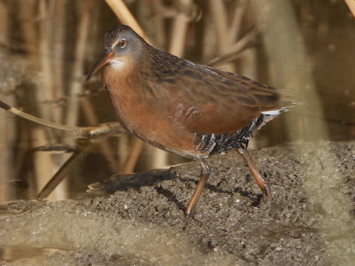 Virginia Rail